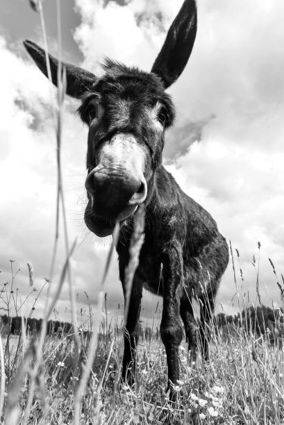 istock Donkey grazing in field day 922051304