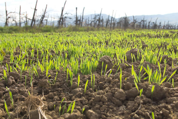 Wheat Plant Growing on Farm Field Wheat Plant Growing on Farm Field university of missouri columbia stock pictures, royalty-free photos & images