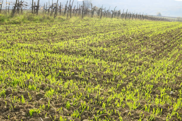 Wheat Plant Growing on Farm Field Wheat Plant Growing on Farm Field university of missouri columbia stock pictures, royalty-free photos & images