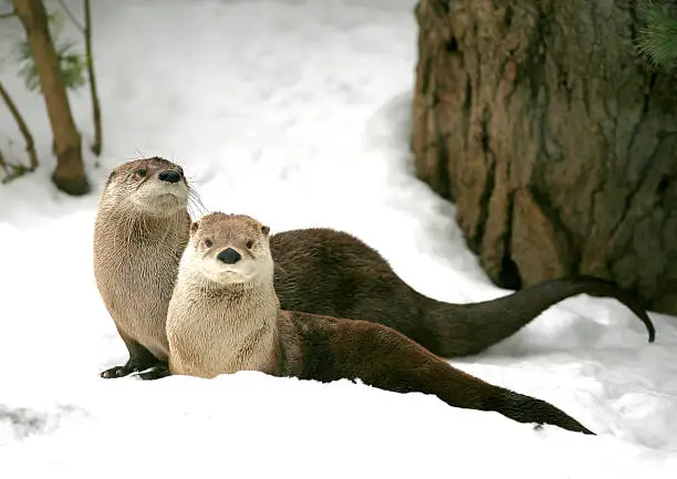 Photo of Otter in winter