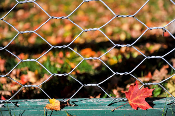 leavies otoño secos atrapada en la cerca del acoplamiento de cadena - chainlink fence fence leaf leaf vein fotografías e imágenes de stock