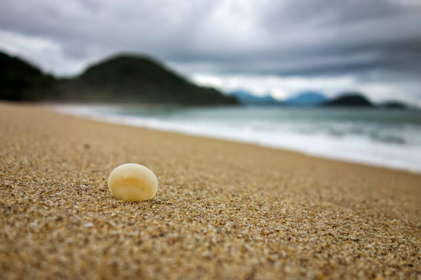Shell on the sand beach with foam of the waves on the beach