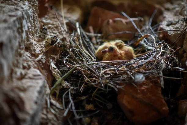 istock Little Chicks in the nest 922056008