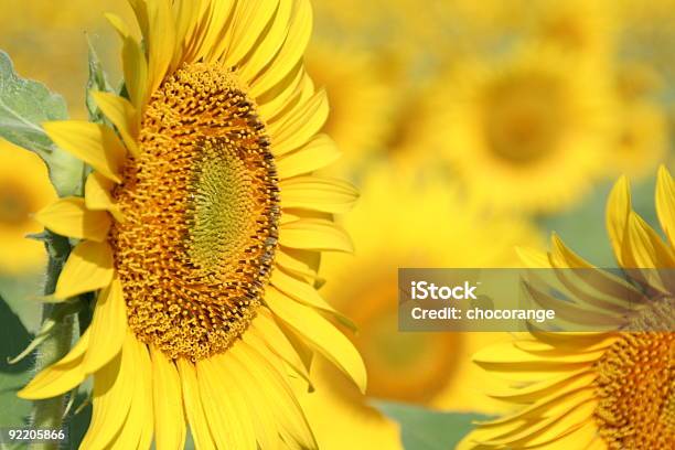 Sonnenblume Stockfoto und mehr Bilder von Abnehmen - Abnehmen, Biologie, Farbbild