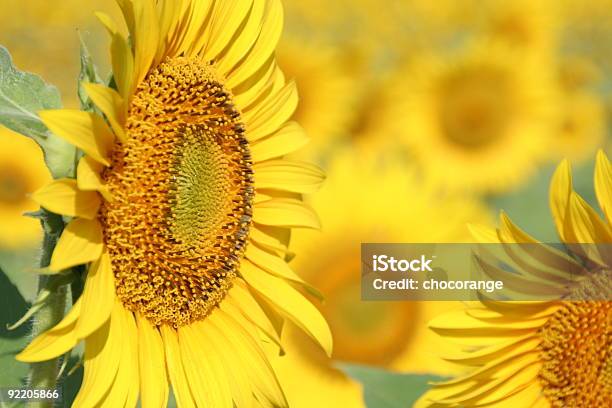 Foto de Girassol e mais fotos de stock de Amarelo - Amarelo, Biologia, Comida