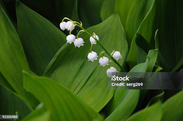 Photo libre de droit de Lilly De La Vallée Des Fleurs banque d'images et plus d'images libres de droit de Beauté de la nature - Beauté de la nature, Blanc, Botanique