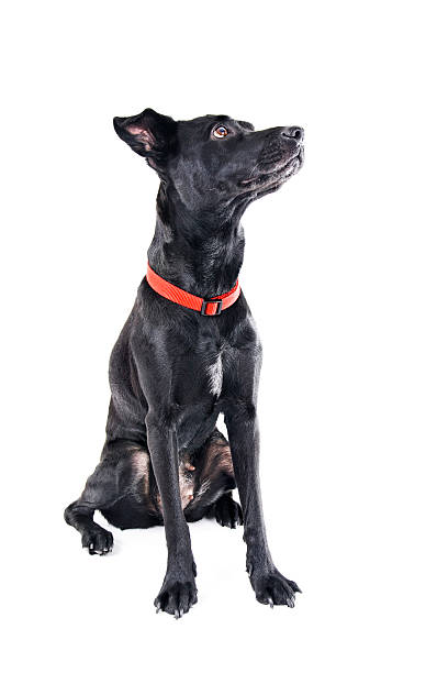 istock black labrador mix isolated on a white background looking up 92206043
