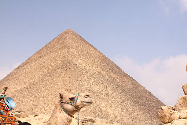 camelo e a grande pirâmide de gizé - egypt camel pyramid shape pyramid imagens e fotografias de stock