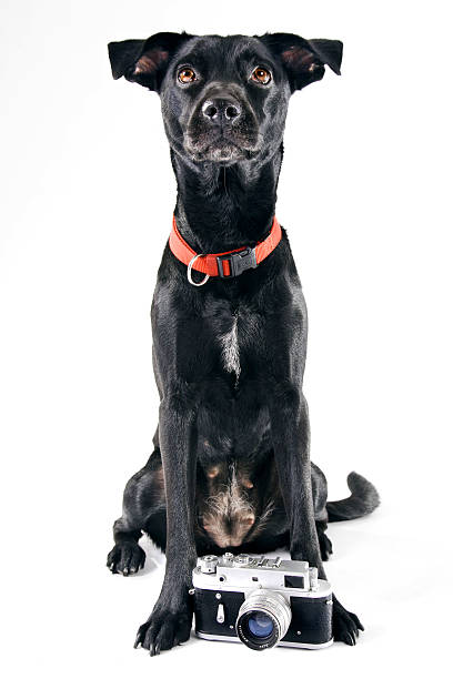 istock Black labrador mix standing behind a vintage camera 92206066