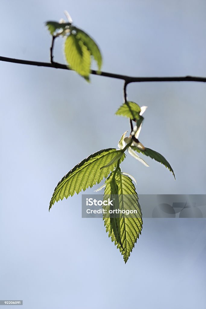 문열기 느릅 잎 - 로열티 프리 0명 스톡 사진