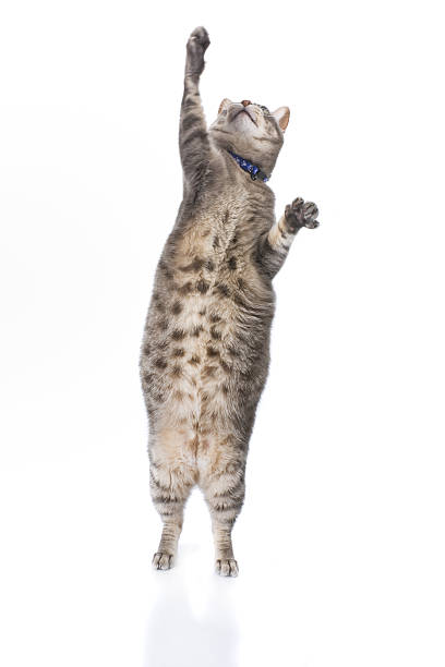 istock Playful obese tabby cat isolated on white 92206305