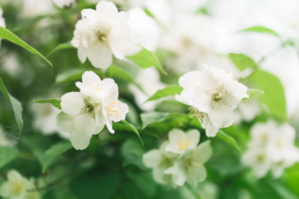 istock Close up jasmine flowers in garden 922063276