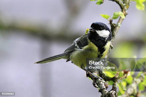 Photo libre de droit de Mésange Charbonnière Avec Une Chenille Comme Predation banque d'images et plus d'images libres de droit de Mésange charbonnière