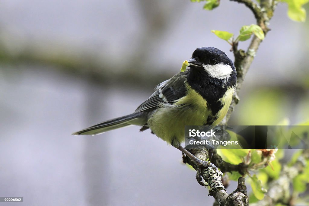 Cinciallegra con caterpillar come predation - Foto stock royalty-free di Cinciallegra