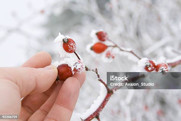 Photo libre de droit de Rouge Dhiver Avec La Neige Nouveau Diminué Fruits Rouges banque d'images et plus d'images libres de droit de Gelée blanche