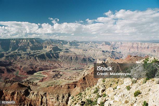 Grand Canyon - Fotografias de stock e mais imagens de Animal selvagem - Animal selvagem, Ao Ar Livre, Arenito