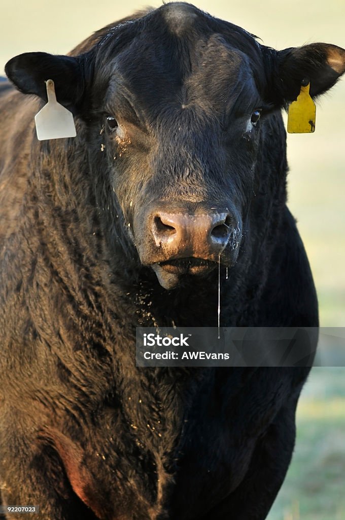 커요 불용품 Bull - 로열티 프리 황소 스톡 사진