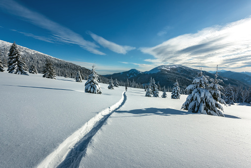 Fantastic winter landscape with snowy trees. Carpathians, Ukraine, Europe