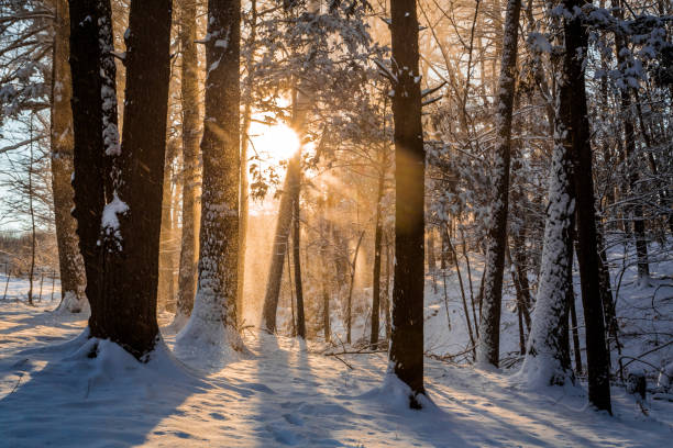 istock Winter sunrise forest snow with warm orange light 922071456