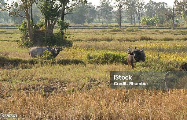 Feld In Thailand Stockfoto und mehr Bilder von Asien - Asien, Baum, Farbbild