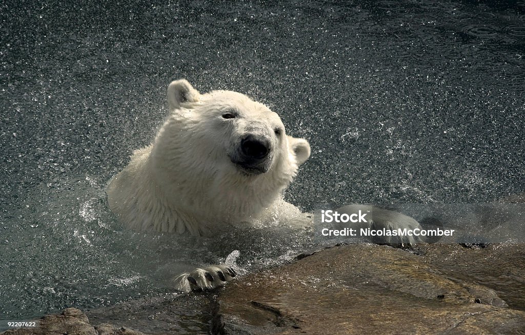 Polar Bear Emerging  Animal Wildlife Stock Photo