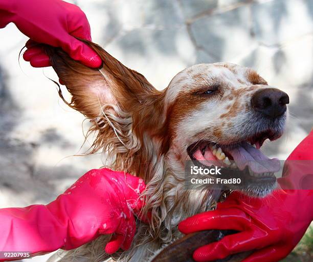 People Wearing Red Gloves Washing A Dog Stock Photo - Download Image Now - Brittany - France, Dog, Animal Ear