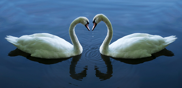 The mute swan (Cygnus olor), adult bird swimming in the sea, southern Ukraine