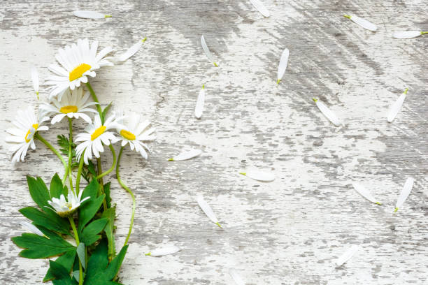 istock white chamomile flowers bouquet with petals over white rustic wooden table 922079702