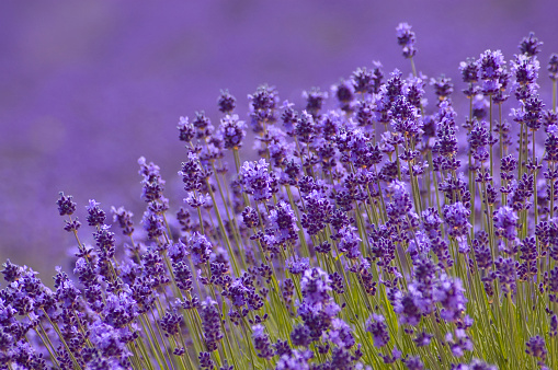 Close-up of Lavender background in Hokkaido Japan, narrow depth of field, space for copy