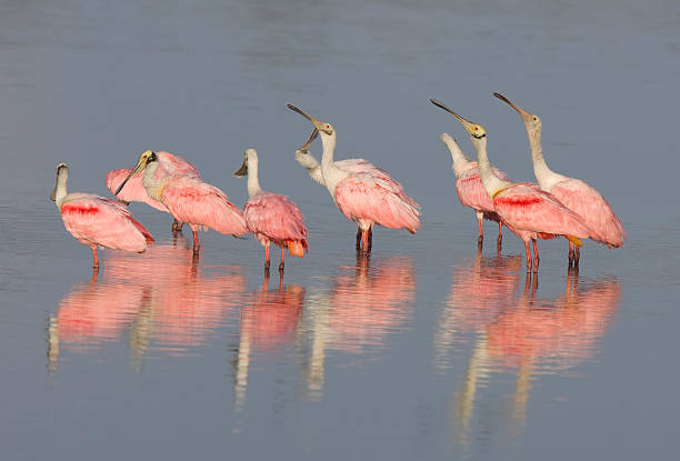 istock Flock of Roseate Spoonbills with reflection 92208310