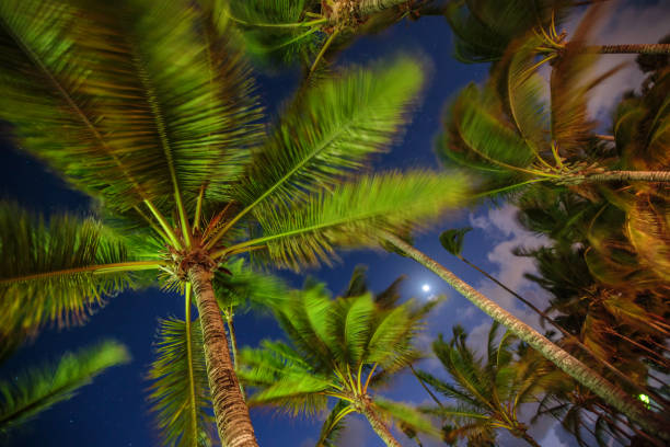 istock Palm tree against night sky and stars 922086026
