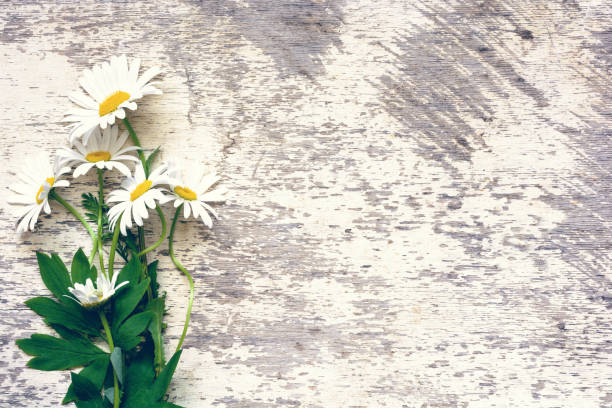 istock white chamomile flowers bouquet over white rustic wooden table 922087432