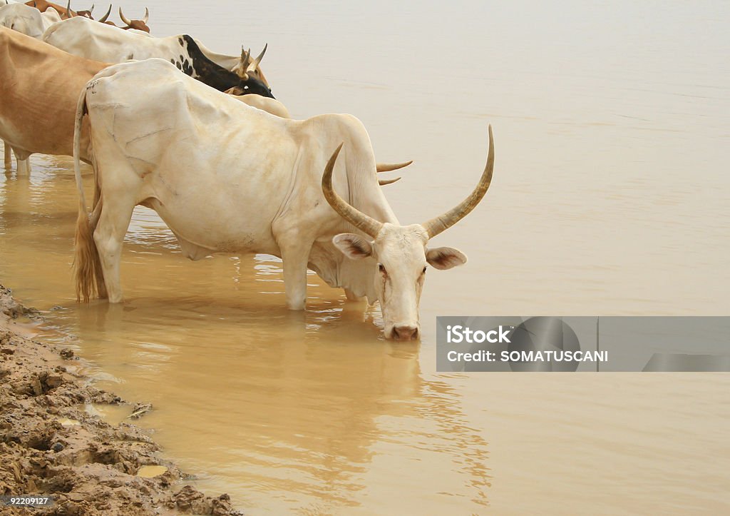 Senegal vacas - Foto de stock de Agricultura royalty-free