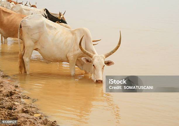 Foto de Senegal Vacas e mais fotos de stock de Agricultura - Agricultura, Alimentar, Animais Machos