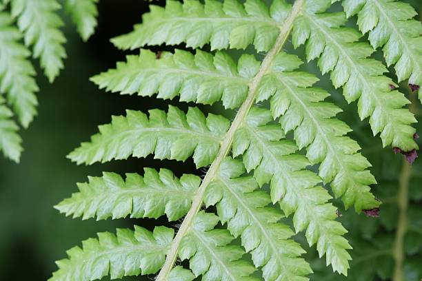 istock Green Fern Leaves 92209164