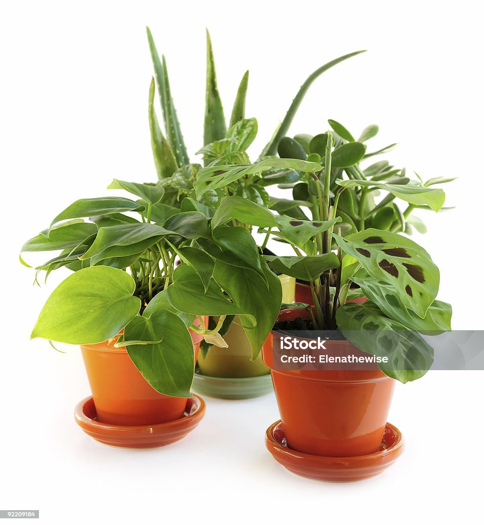 A collection of small house plants Assorted green houseplants in pots isolated on white background Arrangement Stock Photo