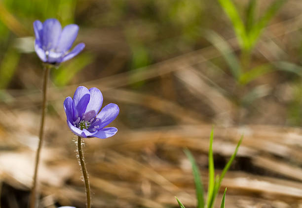 Hepatica flowers stock photo