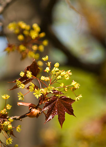 Spring rainbow stock photo