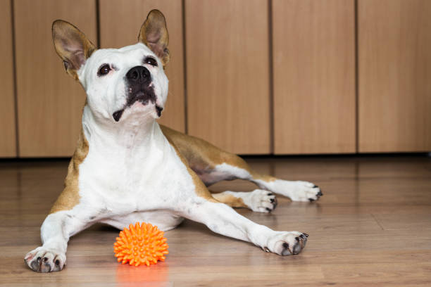istock Dog playing with a toy 922094240