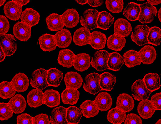 cellule staminali fluorescenti al microscopio - luce micrograph foto e immagini stock