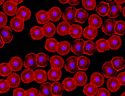 Micrograph of stem cells with fluorescent ADN in nucleus in blu