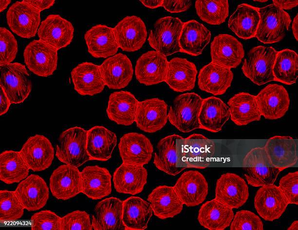 Fluorescent Stem Cells Under The Microscope Stock Photo - Download Image Now - Stem Cell, Microscope, Fluorescent Light