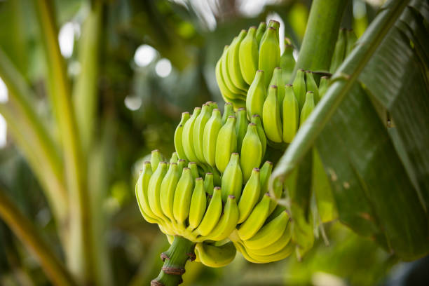 bananas  - banana plantation green tree fotografías e imágenes de stock