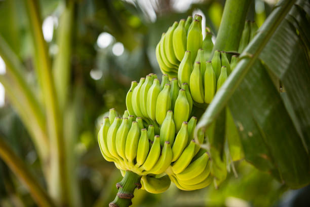 바나나  - banana bunch yellow healthy lifestyle 뉴스 사진 이미지