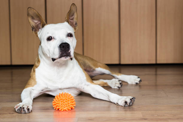 istock Dog playing with a toy 922094506