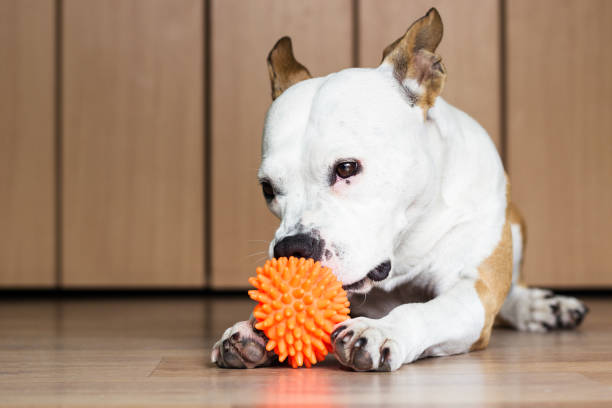 istock Playful and cute dog chewing a toy at home 922094608