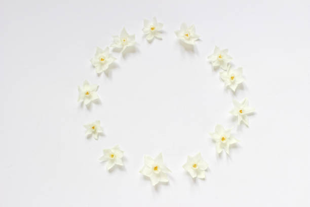 Styled stock photo. Spring, Easter feminine scene floral composition. Round frame wreath pattern made of narcissus, daffodil flowers. White background, flat lay, top view.