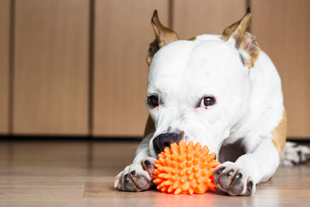 istock Playful and cute dog chewing a toy at home 922094870