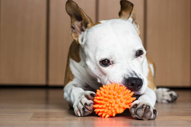 istock Playful and cute dog chewing a toy at home 922094872