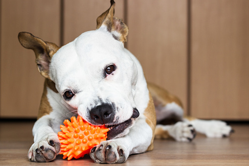 Lindo y juguetón perro masticando un juguete en casa photo